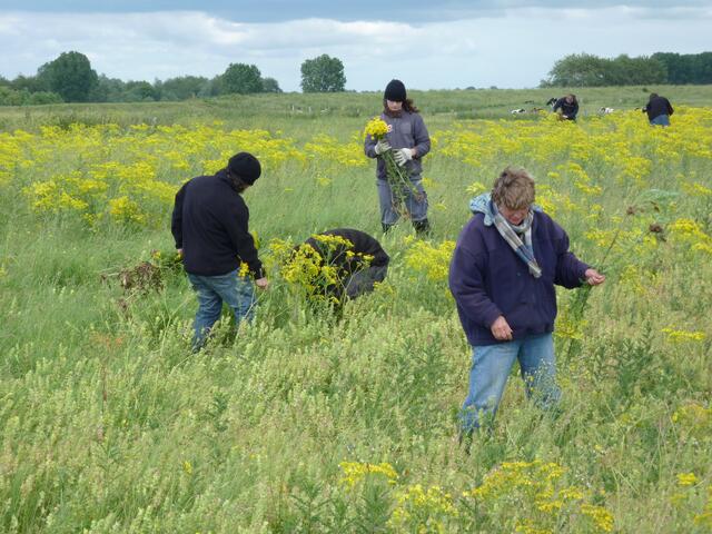 Ein Strauß Blumen für Muttern?