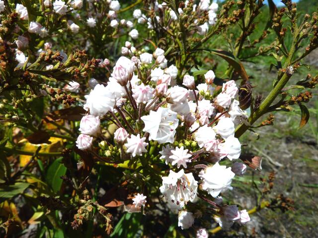 Die Kalmia