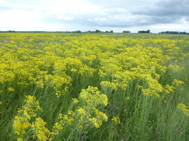 Vor lauter gelb sieht man zu Anfang fastt das Gras nicht mehr