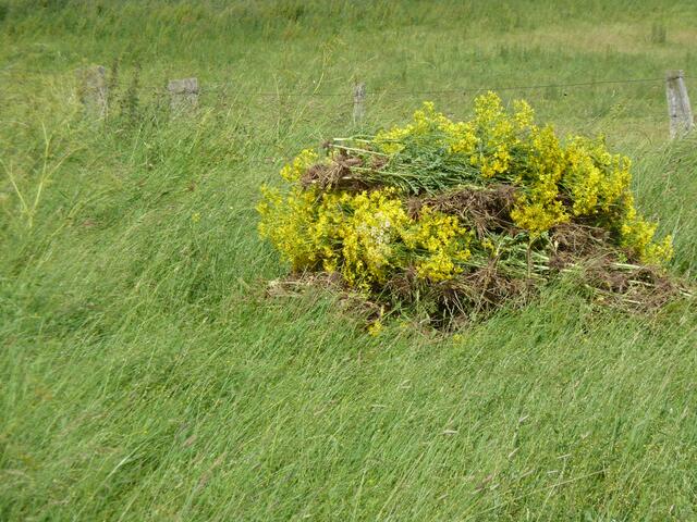 Einer von vielen Greiskraut-Hügeln