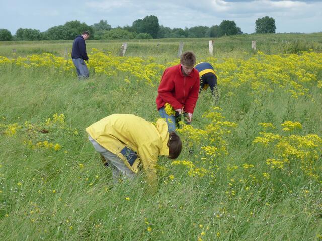 Kräftig Rupfen ist angesagt, damit auch die Wurzeln mit rauskommen