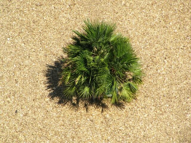 Eine Palme vom Kirchturm aus gesehen