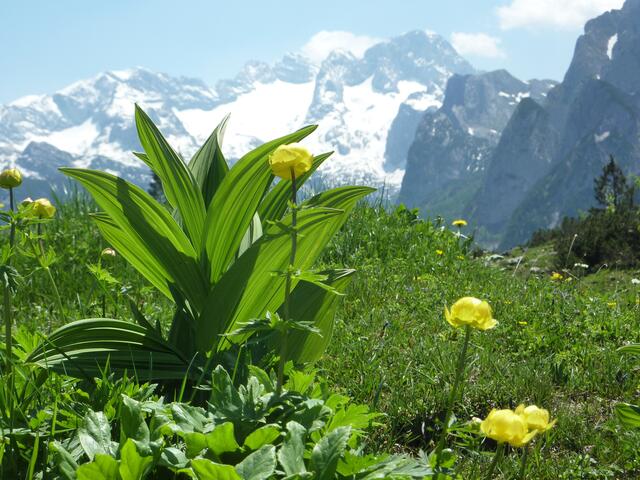 Streng geschützt: Trollblume zunehmend gefährdet - auch im Botanischen Garten MRs gefährdet. Also auf geht's zur DACHSTEIN-Wanderwelt - Blick Hoher Dachstein. a&s-p-Bild W.H.