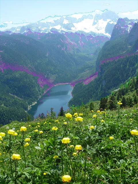 Trollius europaeus - nicht in MR: „Warum brauchen wir hier exotische Pflanzen, die sich eh`hier nicht heimisch fühlen? Das ist ja so, als wolle man Eisbären in die Gobi umsiedeln.“ (Magdalena in der OP; a&s-p-Foto.)
