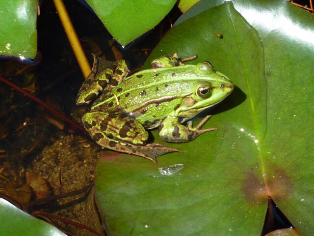 Habe die DINOs überlebt: Ich bin der Wasserfrosch, ein GRÜN-Frosch, der im BG sich entwickelt hat: durch vollständige Metamorphose: Ei - Kaulquappe - fertiger Frosch. Lasst mich in MR überleben! DANKE! (a&s-p-Foto.)