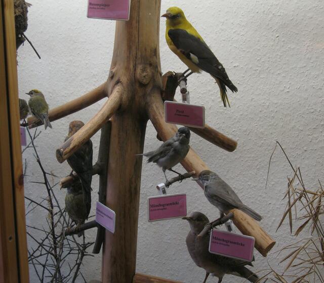 Mönchgrasmücke, Pirol und Fichtenkreuzschnabel