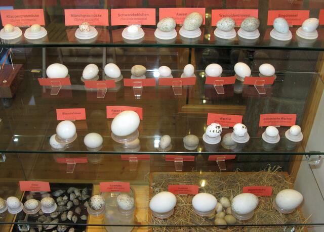Vitrine mit Vogeleier