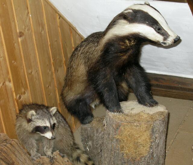 Waschbär und Dachs