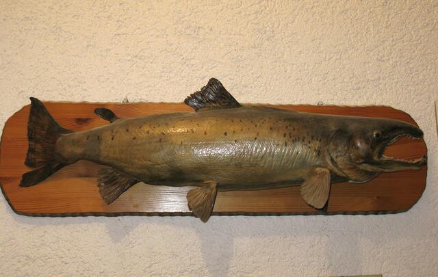 Fischexponat ein Lachs