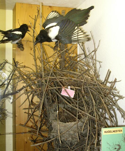 Elstern Nest