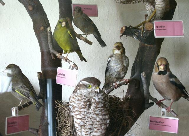 Vitrine mit Sperber, Kernbeißer und Grünfink