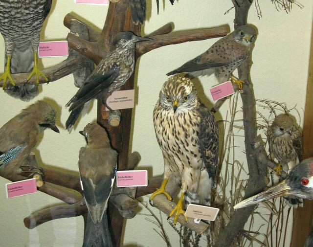 Vogelvitrine mit Habicht und Turmfalken