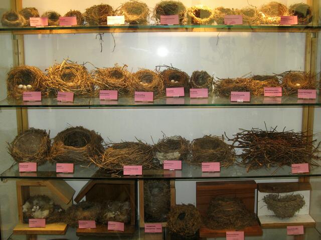 Sammlung von verschieden Vogelnestern