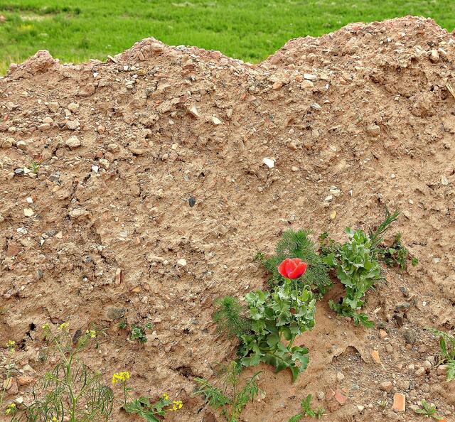 Dem Klatschmohn genügt ein bisschen Schutt