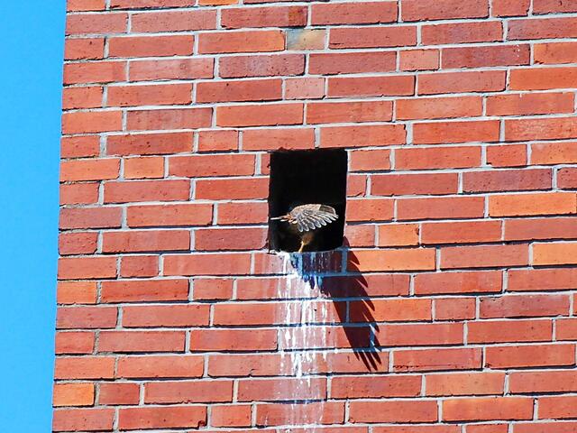 Spielen mit dem Schatten ...