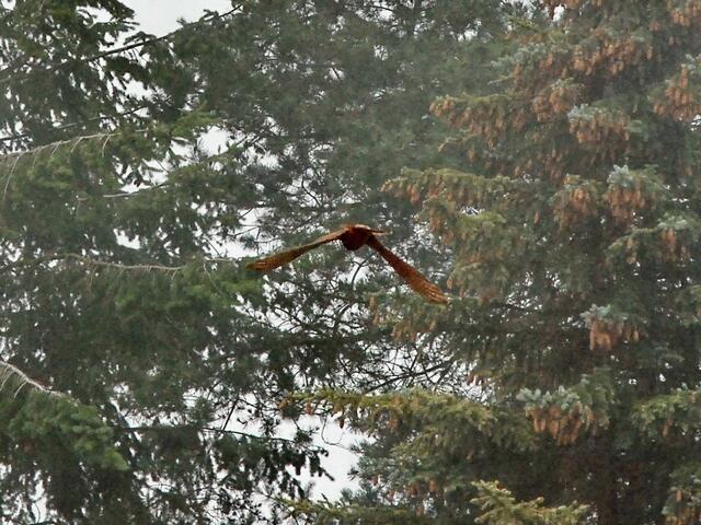 Erste Flugstunde ...