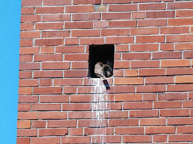 ... und wieder wird sich geputzt ...