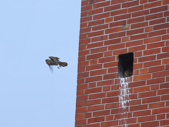 Beinahe hätte ich den Abflug von Turmfalke Nr. 2 verpasst; er war so schnell weg, dass ich mit der Kamera fast nicht mitgekommen bin.