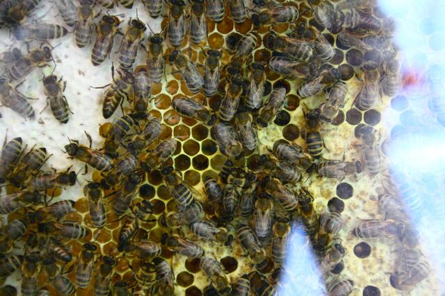 Bienen des Imkervereins Günzburg konnten hinter Glas bewundert werden