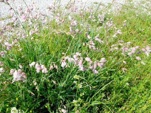 Herrliche Blumen am Wegesrand ...