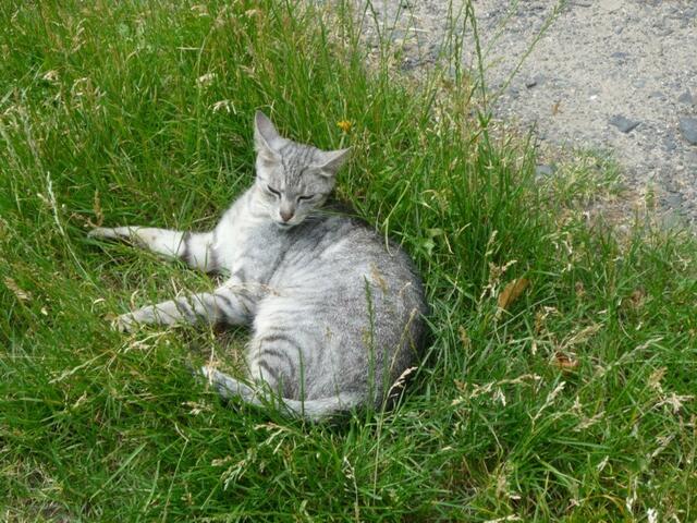Ricardo dagegen entspannt im Schatten im Gras.