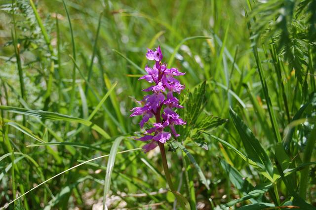 Knabenkraut ( Orchidee )