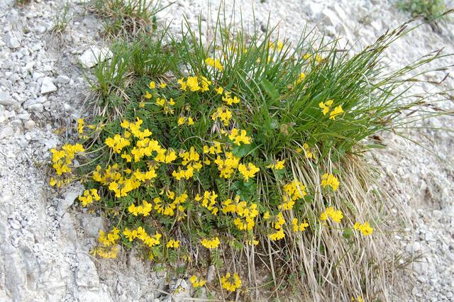 Blumen am Felshang