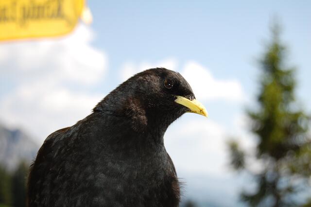 Alpendohlen ganz zutraulich