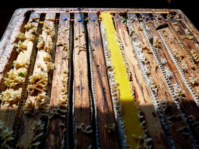 Wo sind die Bienen ?