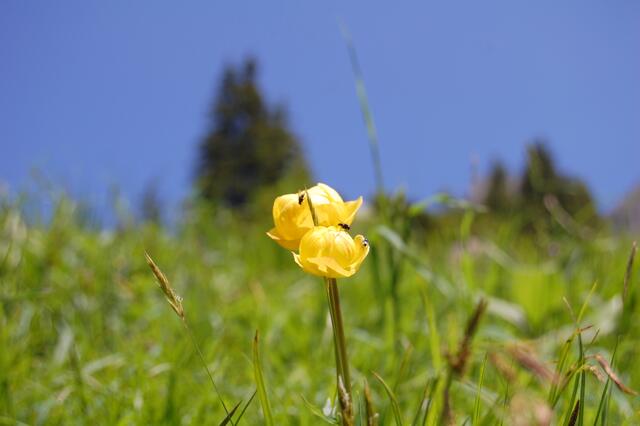 Trollblumen