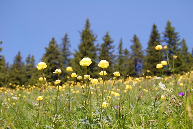 Blumenwiese