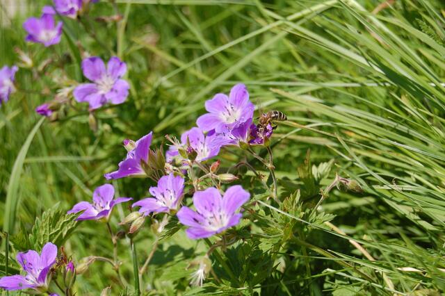 Wiesenstorchschnabel