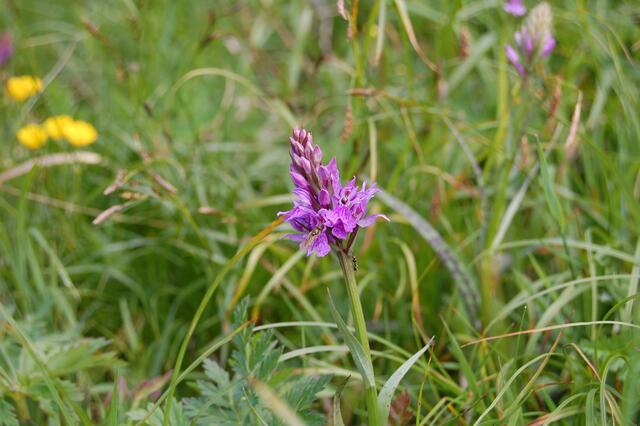 Knabenkraut ( Orchidee )