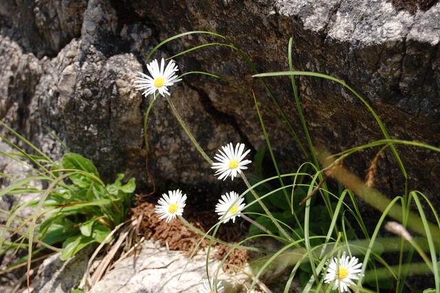 Blumen zwischen den Felsen