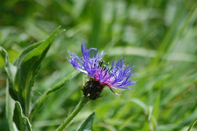 Alpenflockenblume