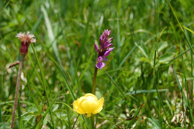 Alpenblumen