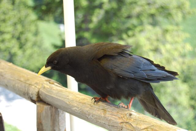 Alpendohlen ganz zutraulich,da gibts ja was zu futtern