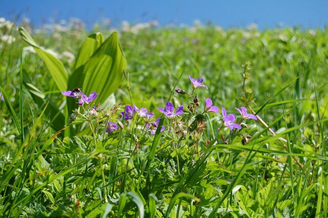 Wiesenstorchschnabel