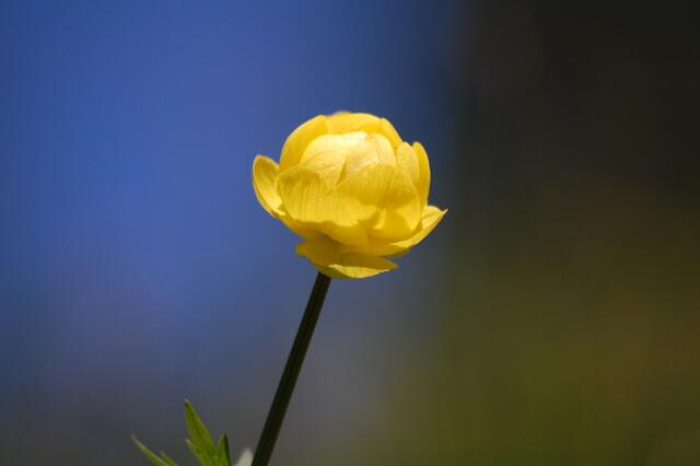 Trollblume