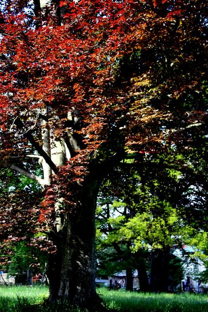... "Rotbuche" - dieser Baum hat sie gesehen,  die guten und die schlechten Zeiten des Parks!
