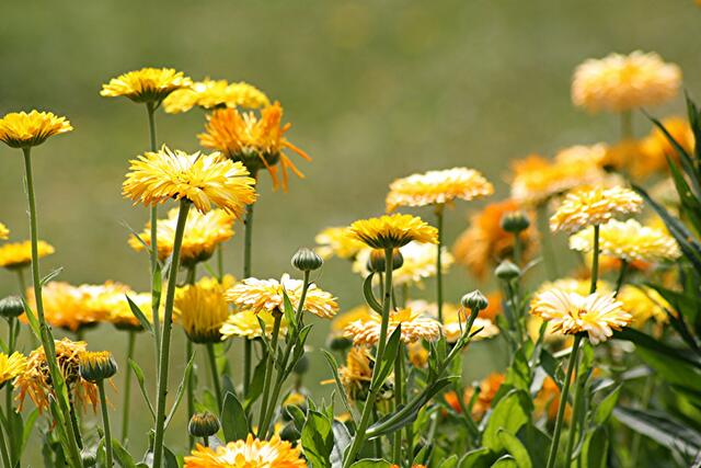 Blumen im Gegenlicht....