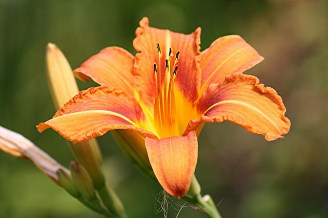 eine blühende Lilie in schöner Orangefarbe
