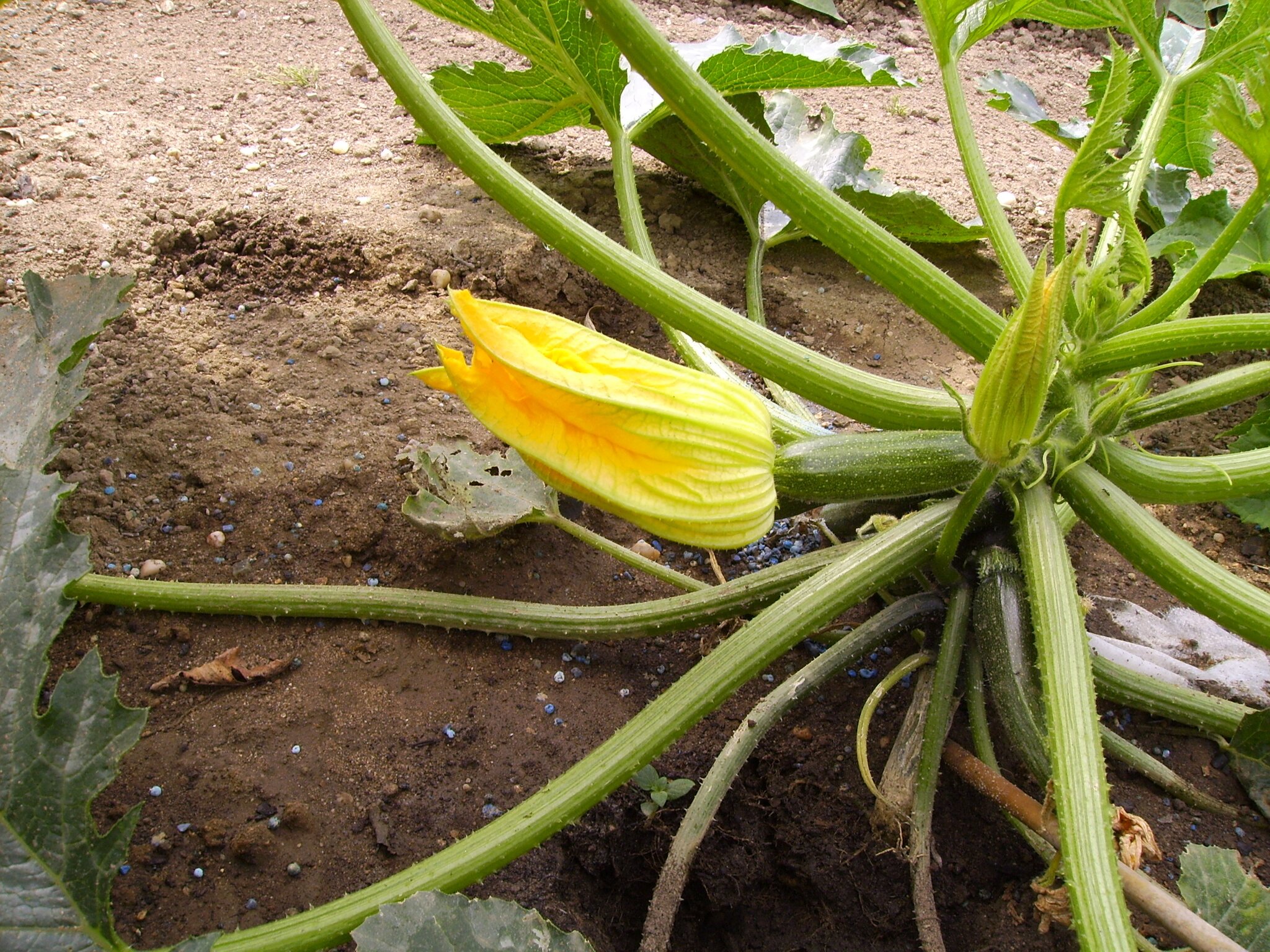 Senfgurken aus Zucchini - Dessau