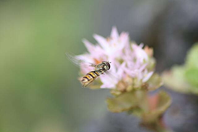 Flugphase.....