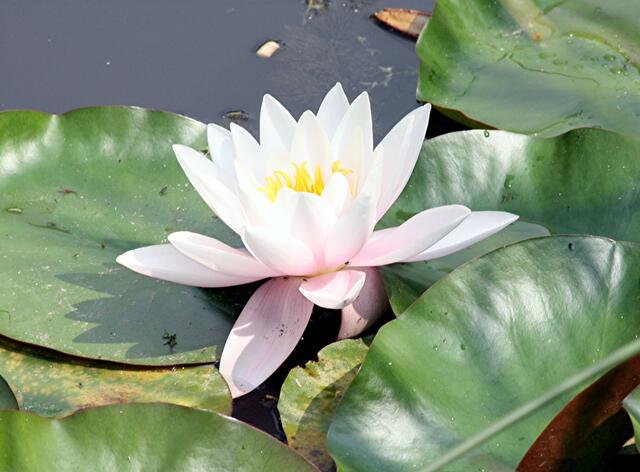 auch die Farbe weiß belebt den Teich..