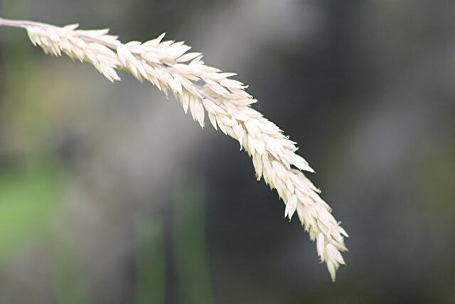 sonst garnicht beachtet, ein Halm mit Grassamen