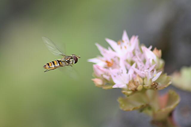 Anflug....