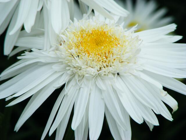 makro-weiss