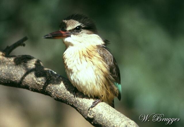 Einer der zahlreichen Eisvögel (Kingfisher)