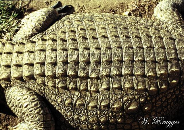 faszinierendes Muser - am lebenden Objekt